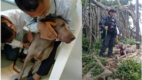 台北,華山分屍案,搜救犬,林志玲,陳星瑋,遊俠搜救犬隊（圖／翻攝陳星瑋臉書）
