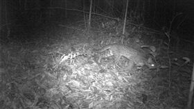 石虎,劉建男,嘉義 (翻攝畫面)