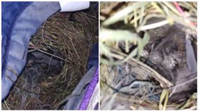 牛仔褲沒收，鳥媽媽來築巢／梨視頻