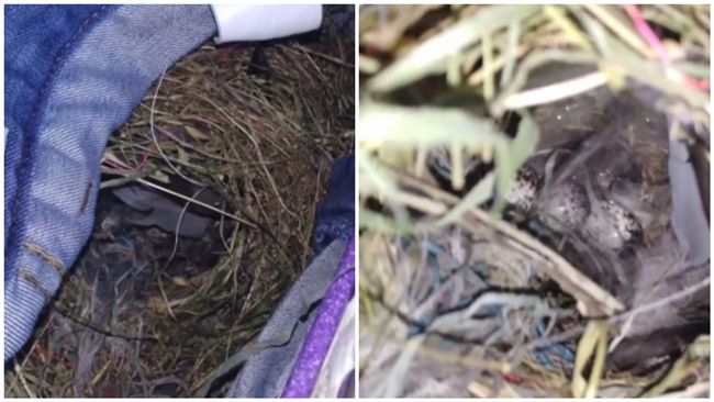 晾一個月沒收…牛仔褲竟變「鳥巢」