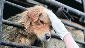 廣西玉林「狗肉節」,狗狗,毛小孩,宰殺（圖／翻攝自微博）