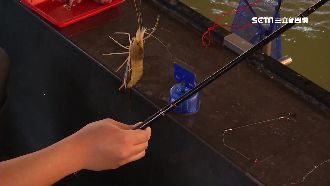 釣蝦眉角多！最忌釣線糾纏「炒米粉」