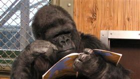 大猩猩可可（Koko the Gorilla）（圖／翻攝自Koko & The Gorilla Foundation臉書）