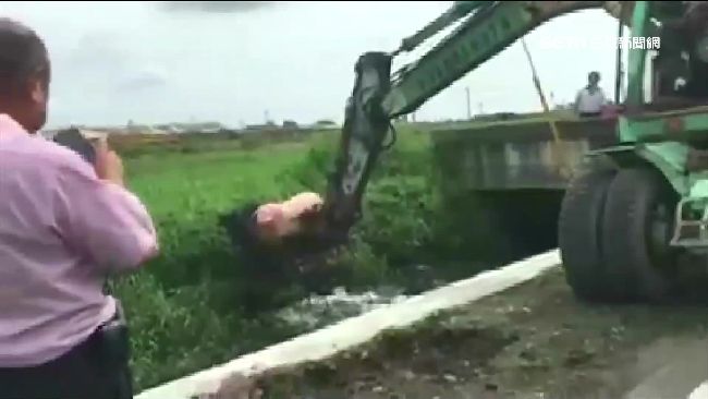 百公斤流浪豬墜河　鄉長找怪手神救援