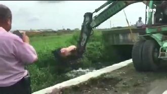 百公斤流浪豬墜河　鄉長找怪手神救援