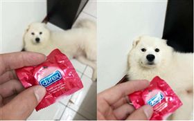 汪星人　狗狗　咬東西　圖／翻攝自爆料公社
