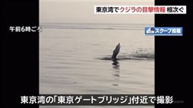 東京灣多人目睹15公尺大海怪！當局呼籲附近船隻注意
推特