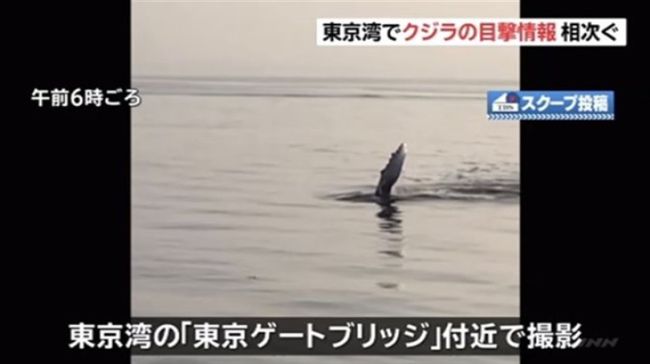 東京灣驚見「海怪」！籲附近船隻注意