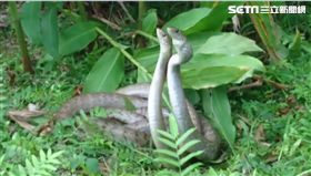 蛇交配、蛇纏鬥、王錦蛇（臭青母）交配／許姓婦人提供