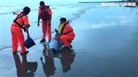 苗栗保育類糙齒海豚擱淺／翻攝畫面