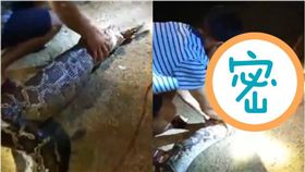 覓食被逮…巨蟒口吐「完整狗屍」　村民全嚇傻！　圖／翻攝梨視頻