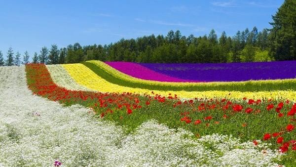 暑假賞花第一選　北海道相遇彩虹花田