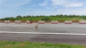 梅花鹿,綠島機場 圖／翻攝自爆料公社臉書