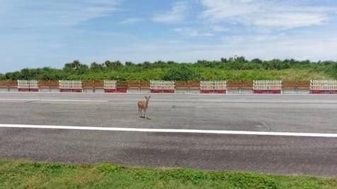 梅花鹿闖跑道影響飛安？網友笑翻打臉