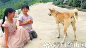 忠心狗不畏風雨！天天守護小姊妹放學
（圖／翻攝自《貴州都市報》）