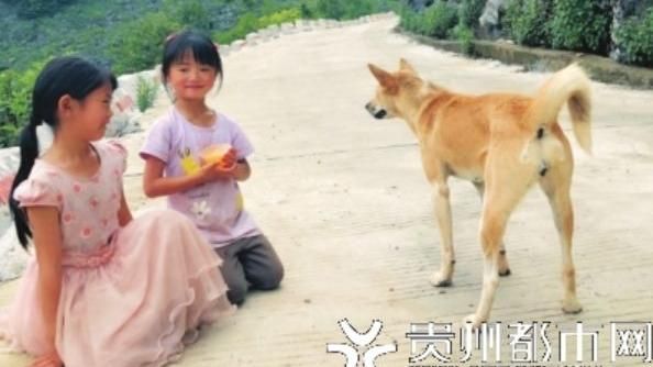 忠心狗不畏風雨！天天守護小姊妹放學