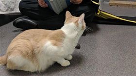 ▲小貓史提夫（圖／翻攝自the dodo）