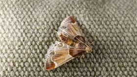 ▲衣蛾（圖／翻攝自dailymail）