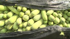 彰化芳苑冬瓜盛產