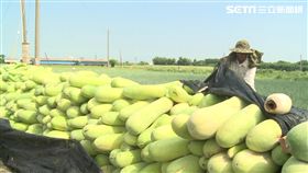 彰化芳苑冬瓜盛產