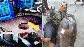 龍膽石斑被莫拉克颱風「野放」　8年竟長到「跟人一樣高」
合成圖／三和定置漁場提供