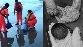 保育類糙齒海豚擱淺、死亡小海豚解剖／翻攝畫面、翻攝海洋公民基金會臉書