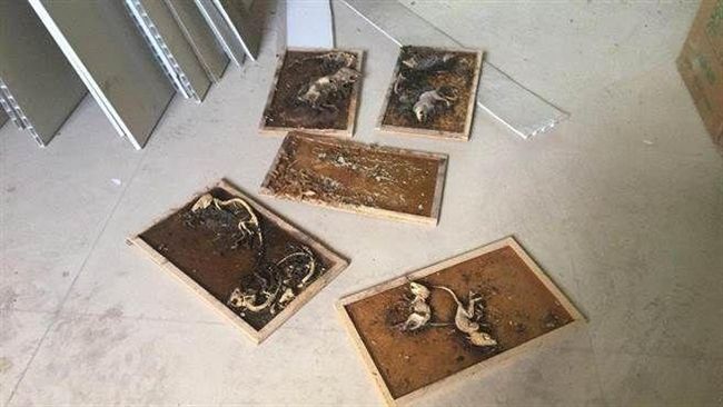 7具白骨從天而降！裝潢工嚇到挫屎