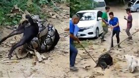 泰國,清邁,山區,巨蟒,蛇,狗,寵物,纏繞,死亡,轉折,伙伴,同伴,吠叫,救援,路人,棍棒,毆打 圖／翻攝自YouTube https://goo.gl/1pACMF