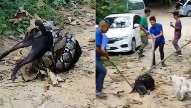 黑狗遭巨蟒緊纏瀕死　人狗齊力救援