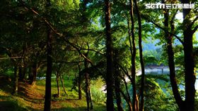 奧萬大森林遊樂區（圖／南投林管處提供）