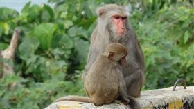 ▲台灣獼猴（圖／翻攝自pixabay）