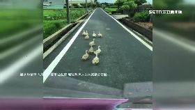 鴨霸過馬路0930