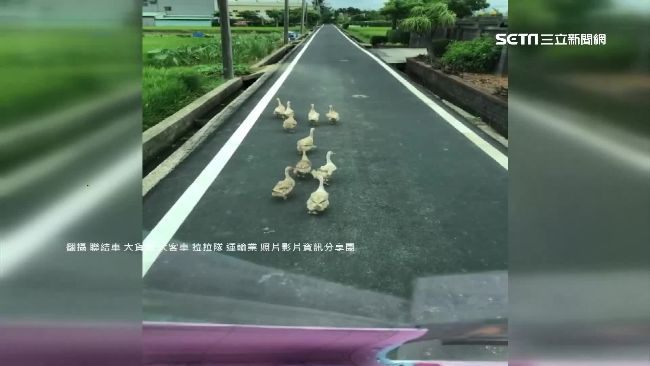 蛋鴨直闖「鴨」霸擋路　駕駛叭不走！