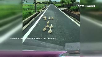 蛋鴨直闖「鴨」霸擋路　駕駛叭不走！