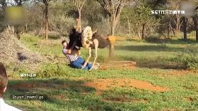 俄鴕鳥傷客1100.