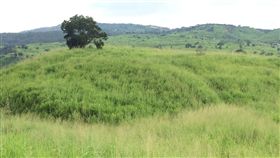 復育大肚山天然林　中市將設森林生態區台中市政府透過「大肚山森林公園天然林復育暨休憩系統規劃」調查，發現大肚山當地原生植物缺乏，將劃定森林生態園區範圍作為天然林復育場所。（台中市政府提供）中央社記者蘇木春傳真　107年6月24日