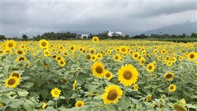 洄瀾灣向日葵盛開　日出節邀民眾免費採（2）花蓮洄瀾灣台開第3屆日出節將在24日登場，園區內植栽數萬株向日葵，每當向日葵花開時，開放讓民眾免費採摘帶回家。（台開提供）中央社記者李先鳳傳真　107年6月23日