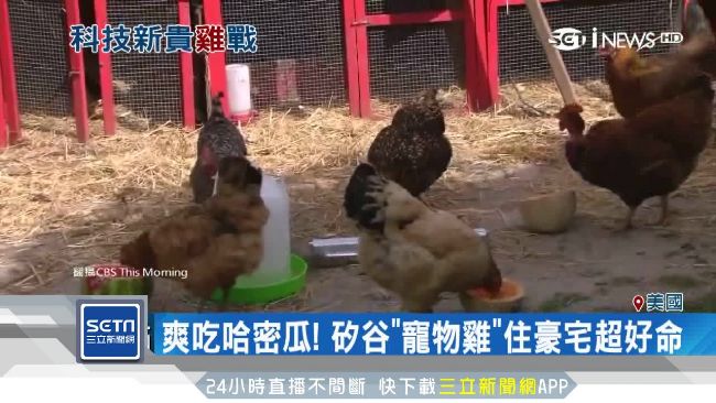 矽谷瘋養雞！血統純正還會下「彩蛋」