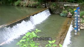 整治河川生態變樣! 魚溯溪