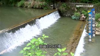 整治河川變樣！魚群慘「撞牆」難回家