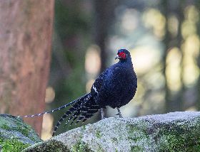 台灣研究團隊首度解碼台灣帝雉基因