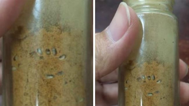 餐館「白芝麻」調味粉…竟是蛆狂蠕動