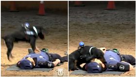 警犬,狗,心肺復甦術,CPR,救援（圖／翻攝自推特Policía de Madrid）