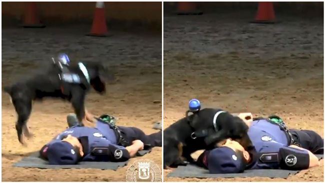 猛壓胸還聽呼吸　警犬飛撲CPR萌翻