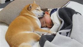 柴柴貼心「陪睡」！身兼保母及玩伴