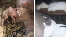 大陸,湖北,貓咪咖啡廳,倒閉,虐貓,喵星人,虐待動物　圖／翻攝自微博