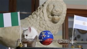 阿基里斯預測奈及利亞獲勝。（圖／美聯社／達志影像）