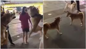 影／狗仗人勢？2柴犬互嗆「咬死你」　下秒卻變小孬孬…
圖／翻攝自爆笑公社臉書