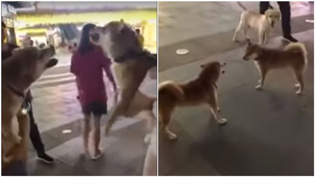 什麼是「狗仗人勢」？看牠們互嗆就知