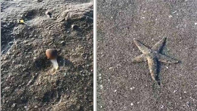 沙灘驚見蛤蜊＋海星走路　網：長知識